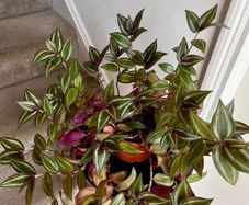 tradescantia zebrina