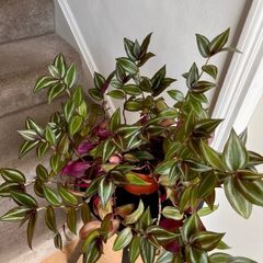tradescantia zebrina