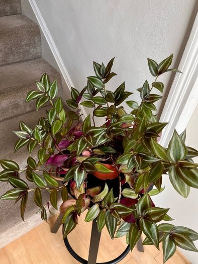 tradescantia zebrina