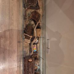 hamster enclosure