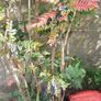 Free Garden Plants Image 5