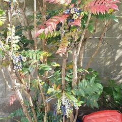 Free Garden Plants