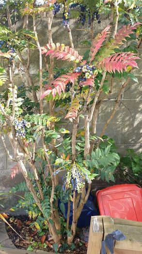 Free Garden Plants