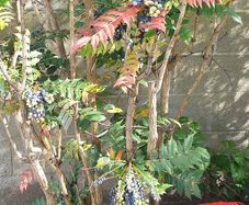 Free New Zealand Flax