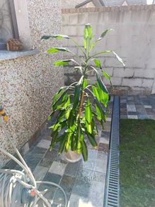 large plant