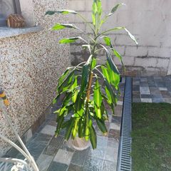 large plant