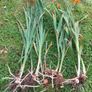 Crocosmia Image 5