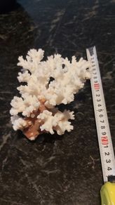 Real large white coral !!!!!
