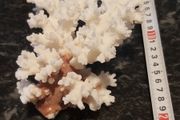 Real large white coral !!!!!