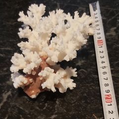 Real large white coral !!!!!