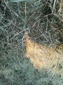 Small square bales of hay