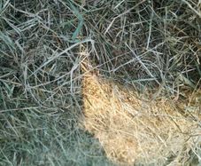 Small square bales of hay