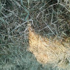 Small square bales of hay