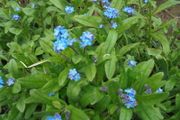 Plant Forget me Not