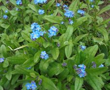 Plant Forget me Not
