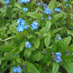 Plant Forget me Not