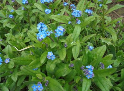 Plant Forget me Not