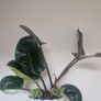 Philodendron Image 2