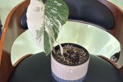Albo monstera