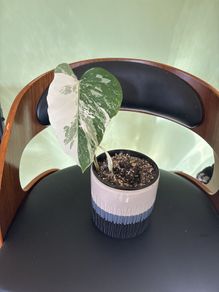 Albo monstera