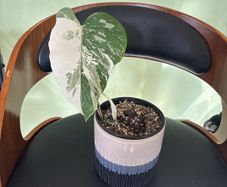 Albo monstera
