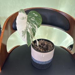 Albo monstera