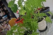 Geranium