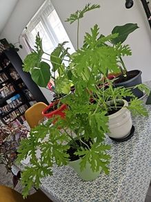 Geranium