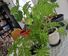 Geranium