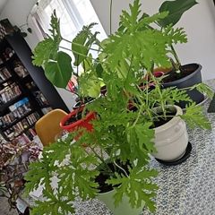 Geranium