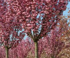 Large Potted Trees 8 to 12 feet tall