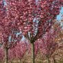 Large Potted Trees Image 5