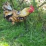 Rooster Image 3