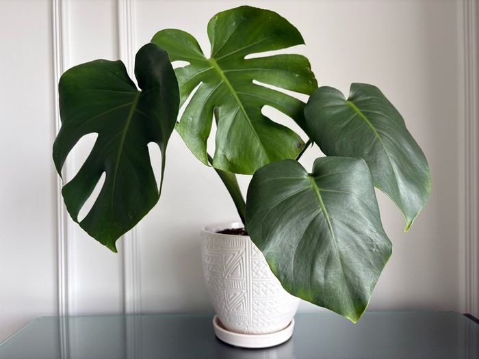 Indoor plant