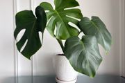 Indoor plant