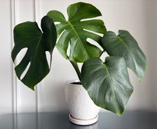 Indoor plant