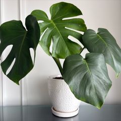 Indoor plant