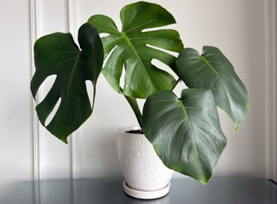 Indoor plant