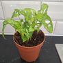 Plant Image 2