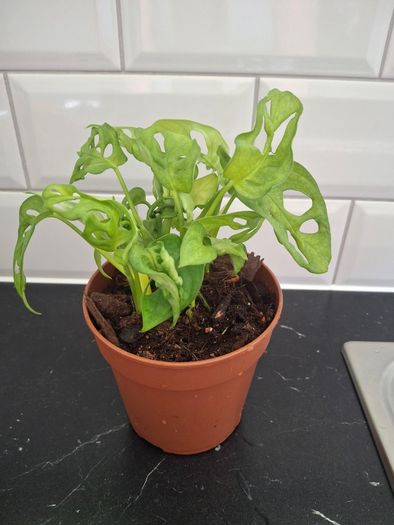 Plant