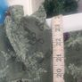 green floral tunic dress Image 6