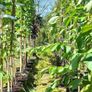 Large Potted Trees Image 3