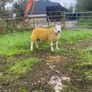 Pbr Texel Rams Image 10