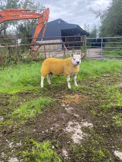 Pbr Texel Rams