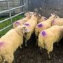 Hoggets Image 8