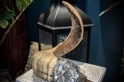 Rams Horn Smokey Quartz Soldered Decoration Taxidermy Ethically Sourced