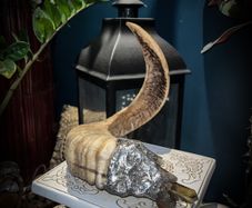 Rams Horn Smokey Quartz Soldered Decoration Taxidermy Ethically Sourced