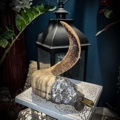 Rams Horn Smokey Quartz Soldered Decoration Taxidermy Ethically Sourced