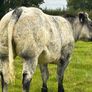 Belgium blue heifers Image 8