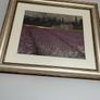 Lavender Days & Lavender Weekends by James Wiens Image 4